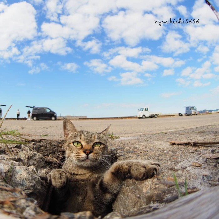 Este fotógrafo japonés retrata a los gatos callejeros divirtiéndose sin preocuparse de nada en el mundo
