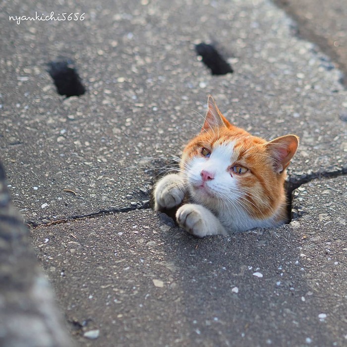 Japanese Photographer Captures Stray Cats Having Fun And Not Giving A Damn In The World