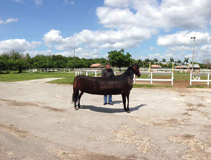 When I Tried To Take A Panorama Of A Horse
