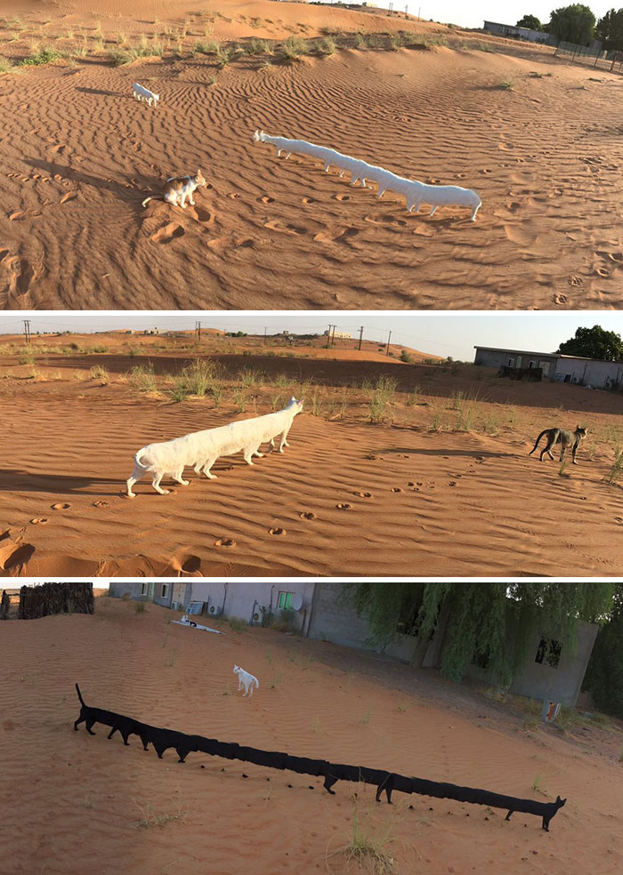 Gatos adaptados al desierto