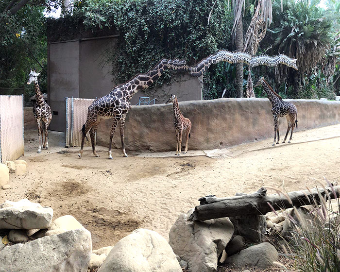 La jirafa se puso a caminar cuando hacía la panorámica