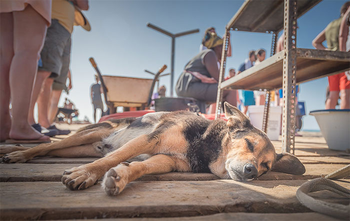 I Love Photographing Dogs, Here Are 28 Of My Pictures I Took Of Stray Dogs I Encountered In Cape Verde