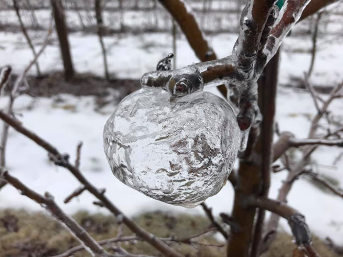 Farmer Surprised To Find 'Ghost Apples' On Trees After Polar Vortex