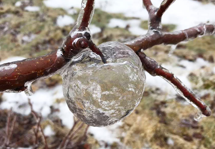 Farmer Surprised To Find ‘Ghost Apples’ On Trees After Polar Vortex
