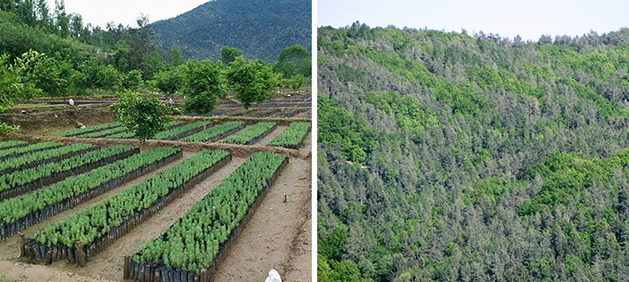 Pakistan Plants 1 Billion Trees And Is Planning To Plant 10 Billion In The Next 5 Years