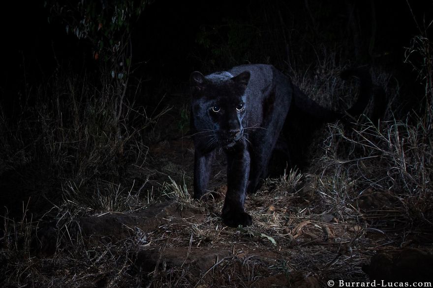 Photographer Sets Up Camera Traps To Photograph The Black Leopard In Africa For The First Time In 100 Years
