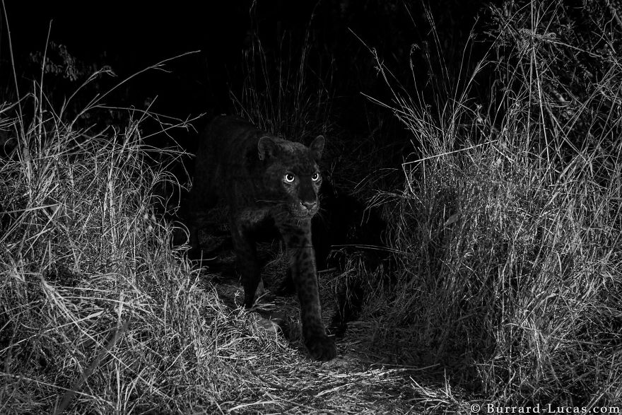 Photographer Sets Up Camera Traps To Photograph The Black Leopard In Africa For The First Time In 100 Years
