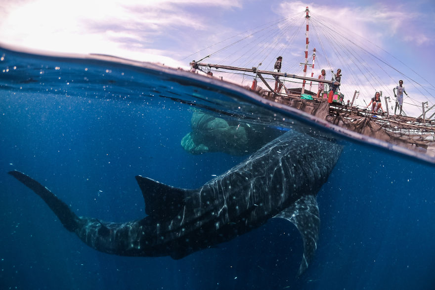 Travel: 'Whale Shark Encounter, Papua West, 2018' By Marco Zaffignani, Italy
