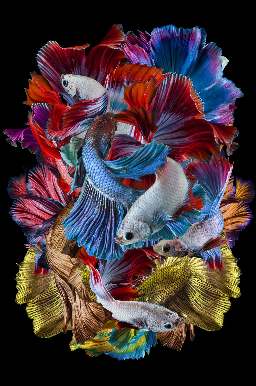 Creative: 'Tarian Ikan Cupang' By Dhiky Aditya, Indonesia