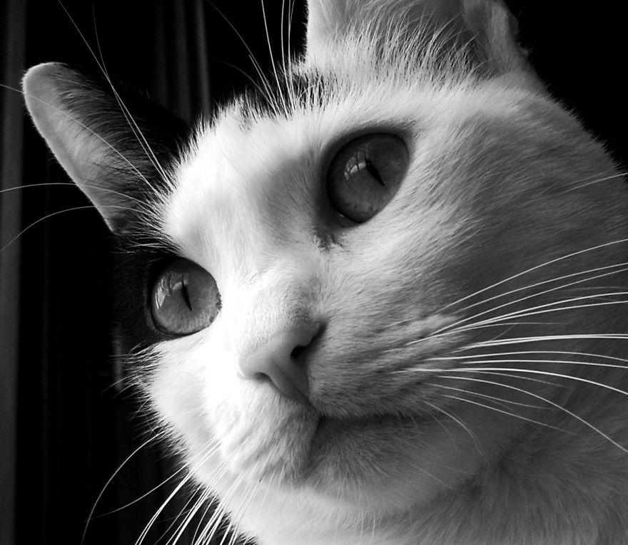 Cats In Black And White