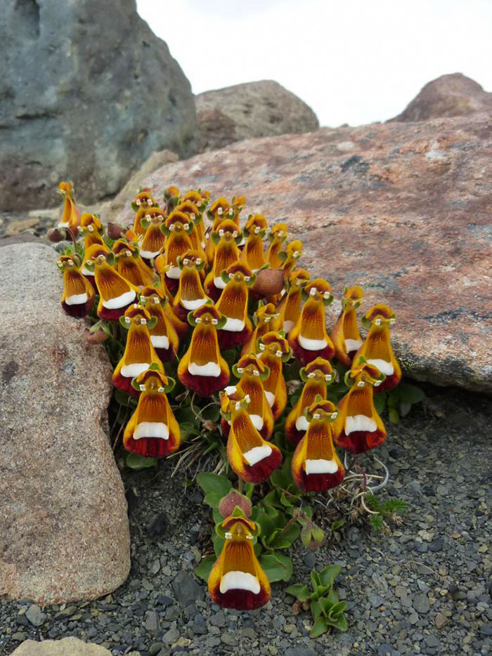 These Flowers Look Like A Group Of Tiny 3D-Rendered Chickens Wearing Glasses And Holding A Cake