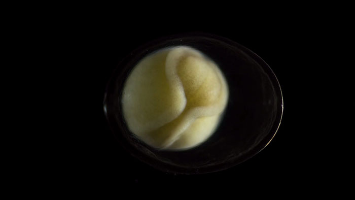 People Are Captivated By This Timelapse Of A Single Cell Becoming An Organism