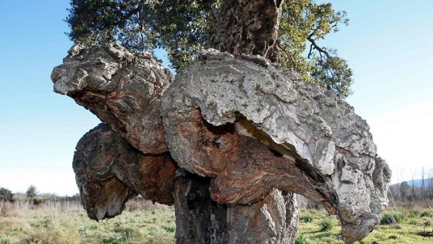 Unusual Looking Cork Oak Elected As France’s ‘Tree Of The Year 2018’