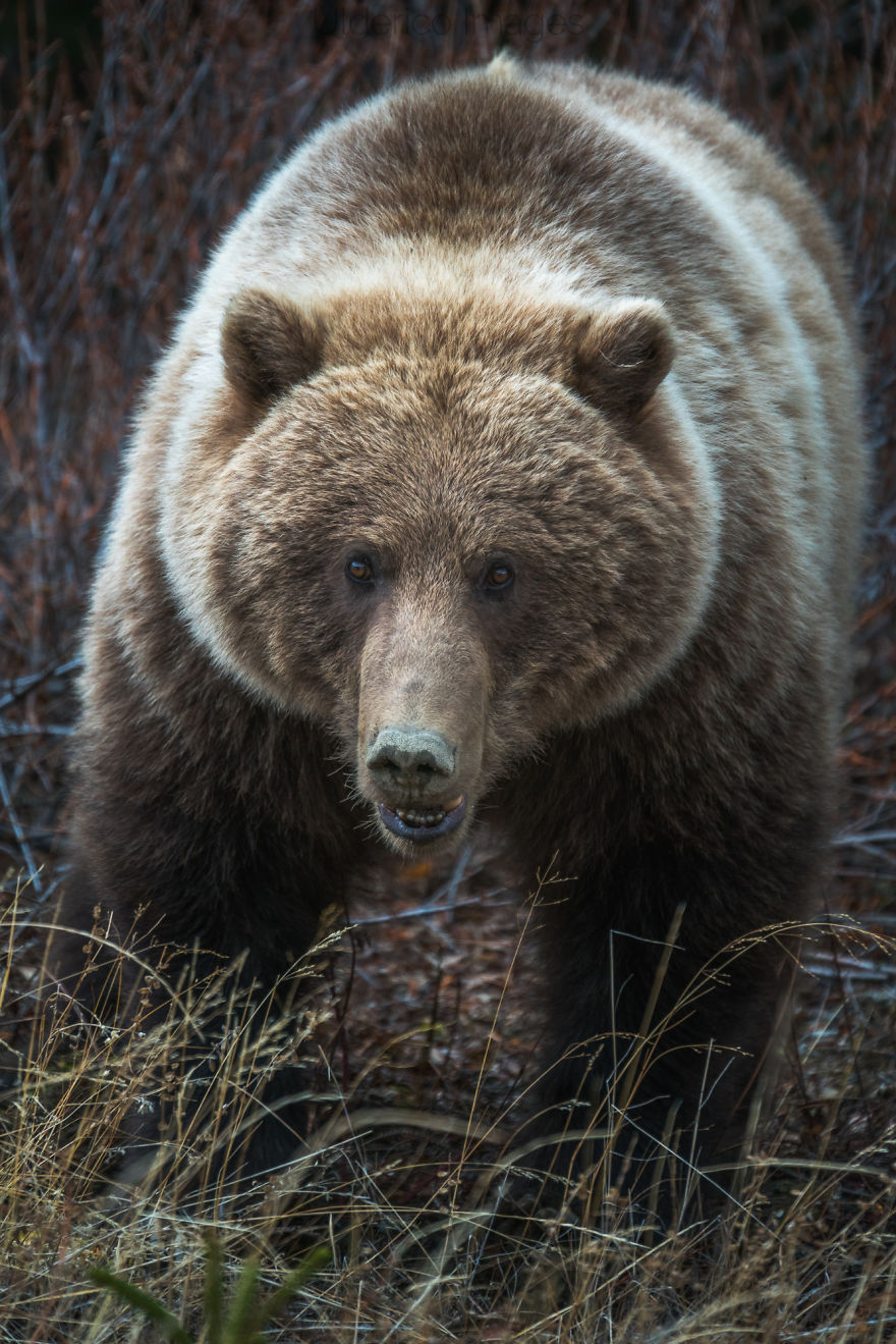 Grizzly Bear Near Atlin, Bc