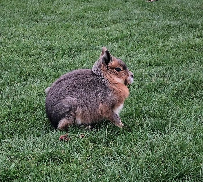 These Were Free Roaming At A Zoo So Didn’t Have A Sign/Info On Them. Thought They Were Hares But Walkedon All Fours And Hand Quite Long Front A Back Legs. What Is This?