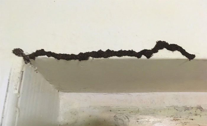 What Is This Black Stuff Appearing On The Walls Of My Hostel’s Bathroom? It’s Almost In Every Corner As Well