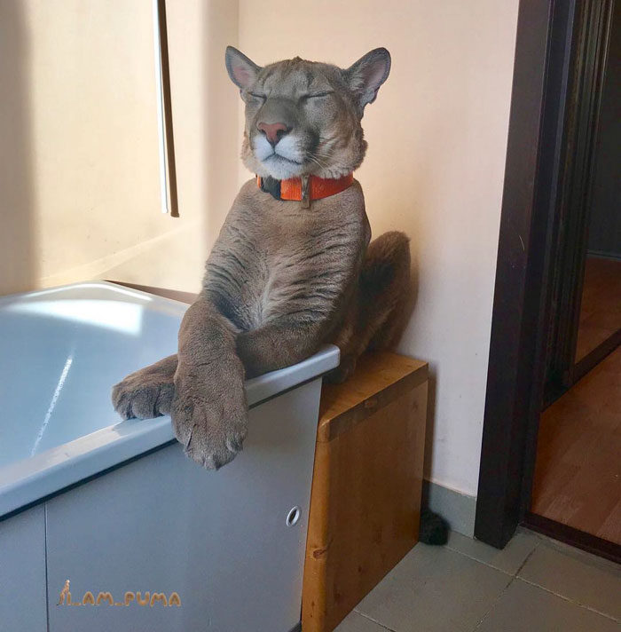 Puma Rescued From A Contact-Type Zoo Can't Be Released Into The Wild, Lives As A Spoiled House Cat