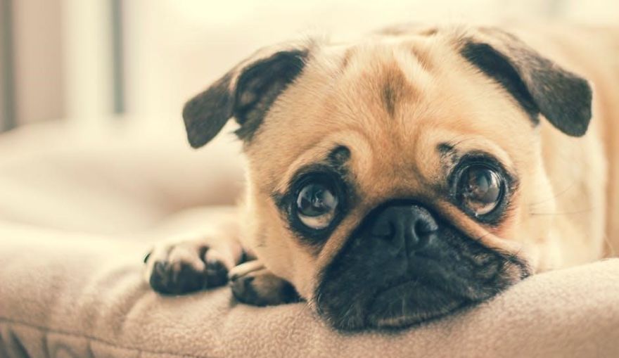 How To Keep Your Dog Busy While Home Alone How To Keep Your Dog Busy While Home Alone