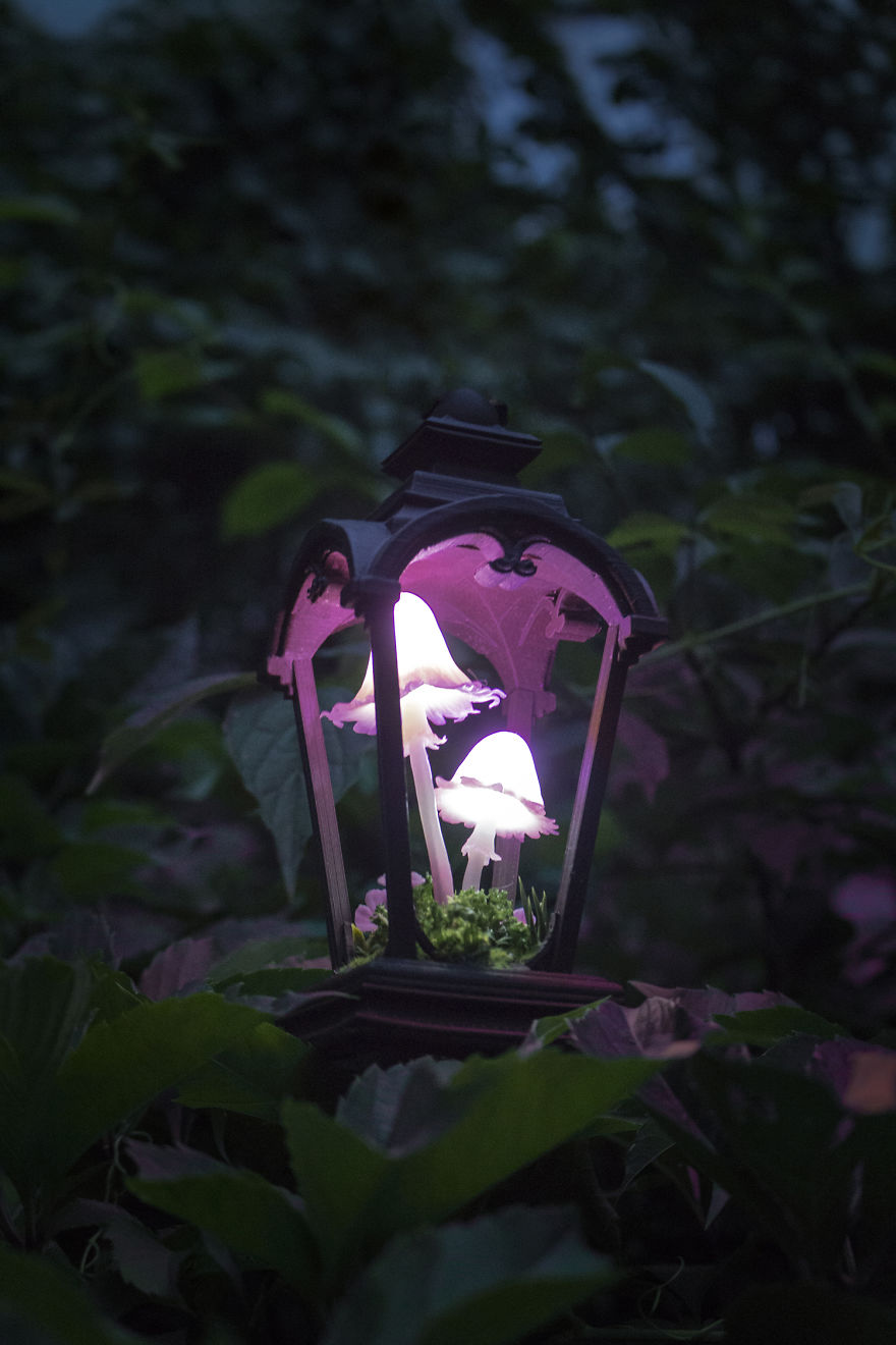 Pink Mushrooms With Flowers In Vintage Lantern Night Light