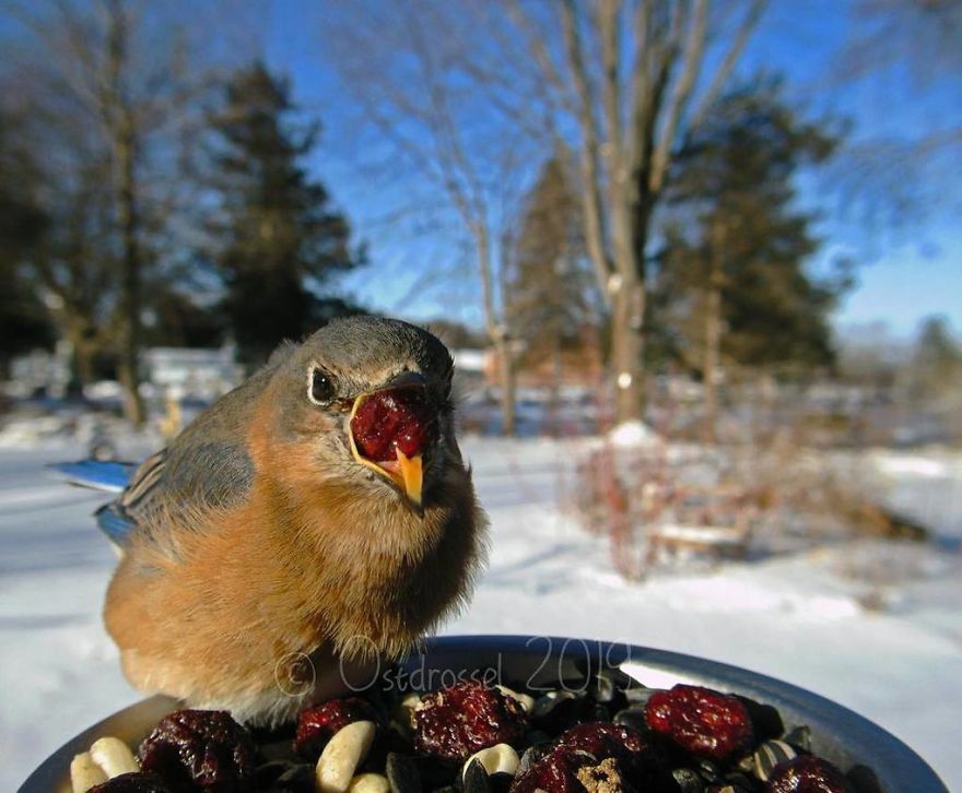 Woman Feeds Birds And Captures Stunning Close-Up Photos While Eating (New Pics)