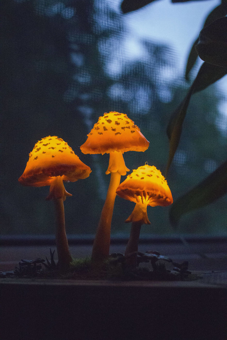 Orange Mushrooms In Cachepot Of Scorched Pinewood Night Light