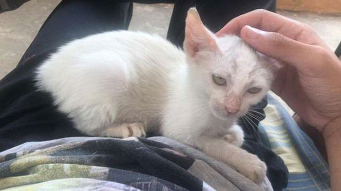Guy Wakes Up From A Nap To A Stray Kitten Sleeping On His Stomach, Decides To Keep It