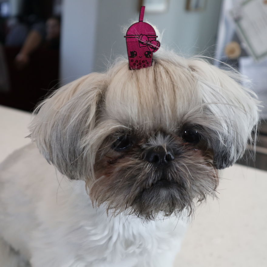 Looking For A Birthday Treat For My Puppy Led To A Crazy Challenge – I Am Making 365 Leather Dog Hats (20 More Pics)
