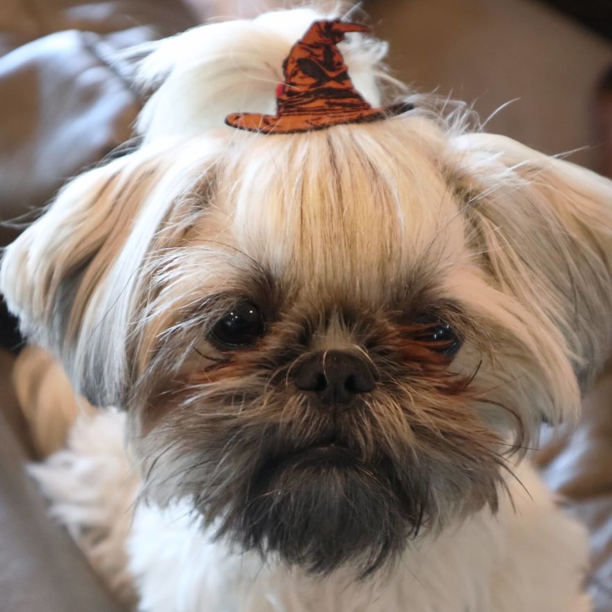 Looking For A Birthday Treat For My Puppy Led To A Crazy Challenge – I Am Making 365 Leather Dog Hats (20 More Pics)