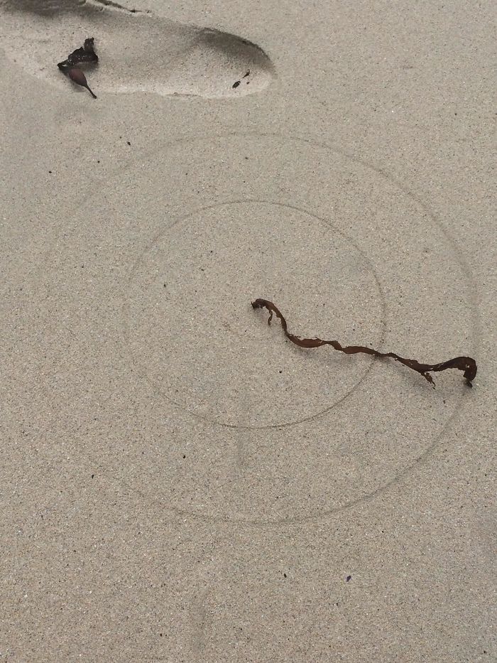 Esta alga seca atrapada en la arena dibujó círculos concentricos al ser rotada por el viento