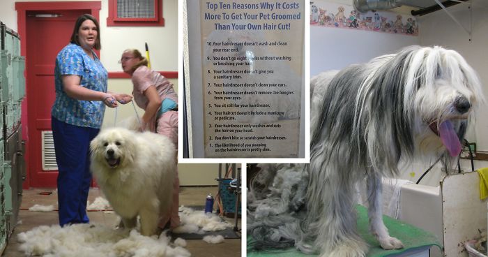 Groomer Gets Tired Of People Asking Why Their Services Cost More