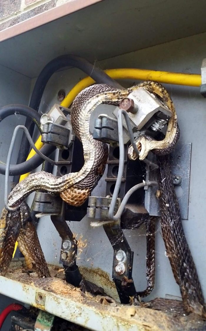Esta serpiente se electrocutó y luego fue mordida por otra serpiente, que también se electrocutó