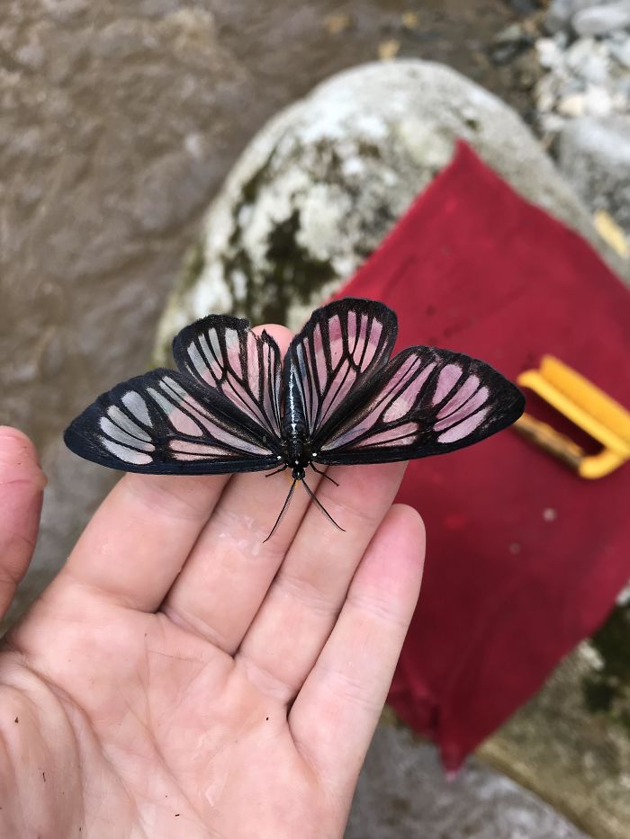 Mariposa transparente en el Amazonas ecuatorial
