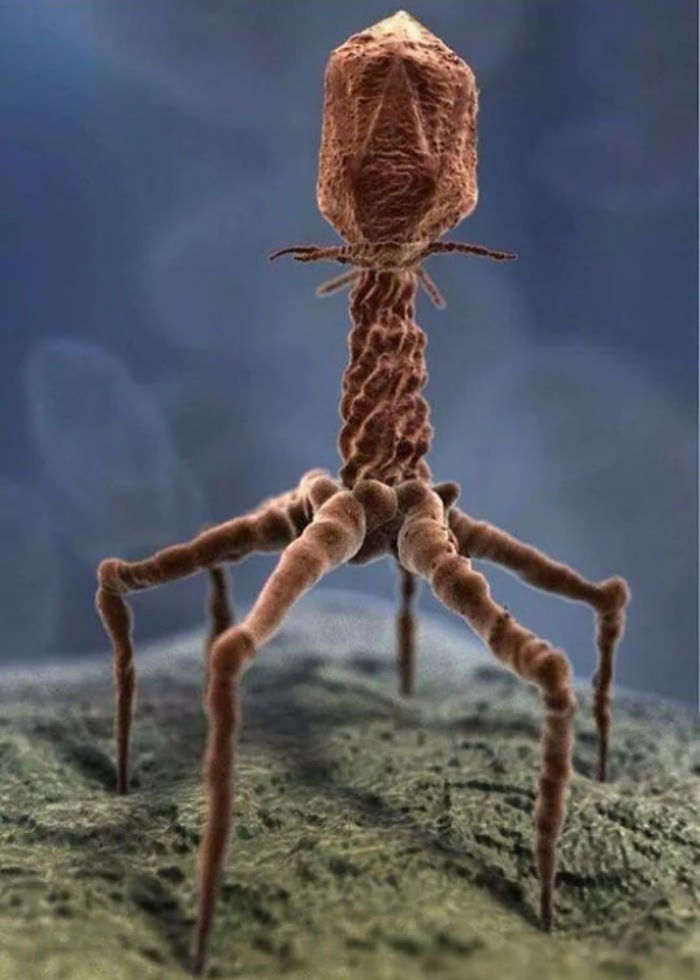 Processed Image Of An Actual Virus Via Electron Microscope