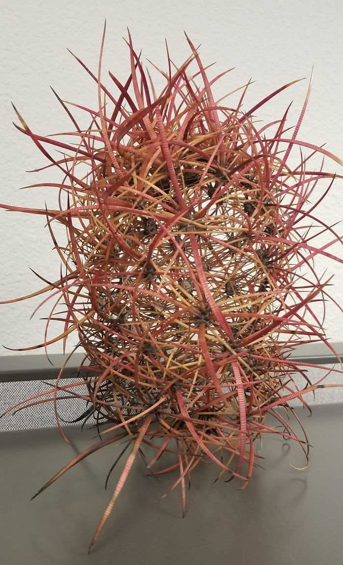 The Way This Dead Cactus Decomposed, Leaving Only The Spines Behind