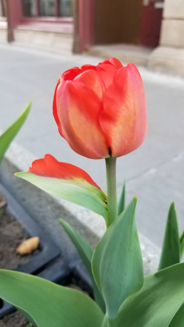 This Tulip Has A Leaf That Has Half Morphed Into A Petal