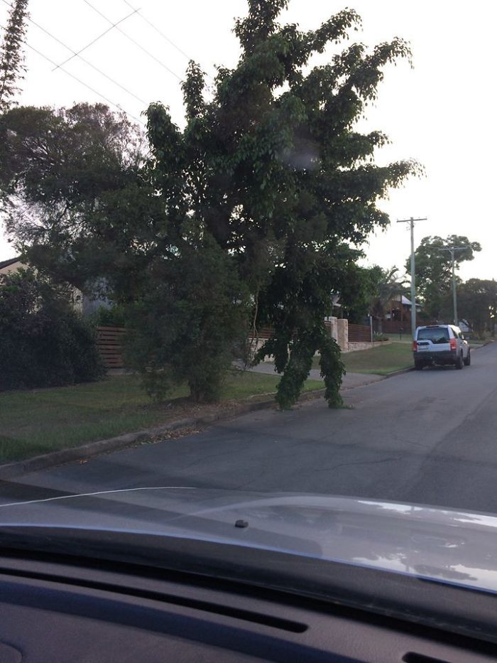 Árbol que parece un hombre que va a cruzar la carretera