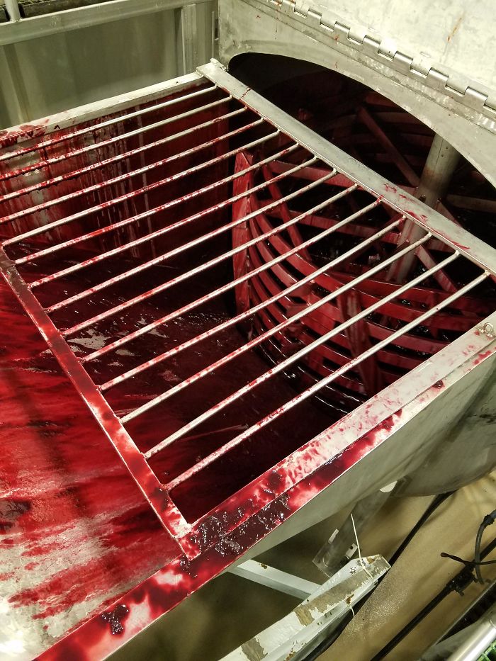 Processing Blood Oranges Looks Like A B Horror Movie Prop