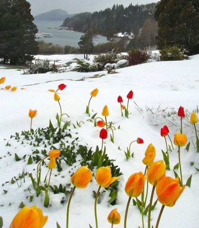 Tulipanes floreciendo en la nieve