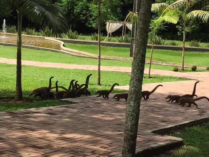 These Coatis Look Like A Hord Of Mini Brachiosaurus Strolling Around