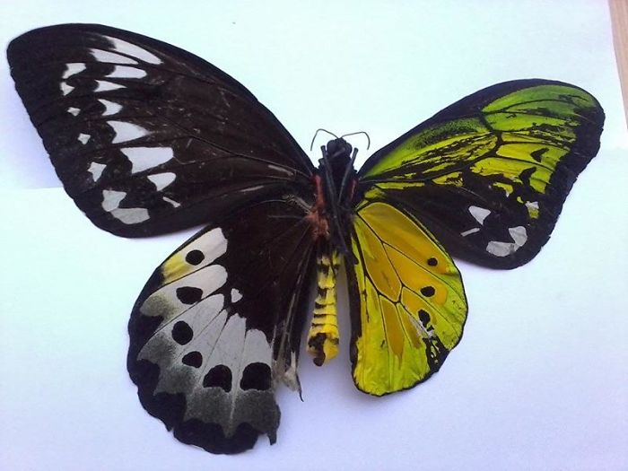 Mariposa con ginandromorfismo, mitad macho y mitad hembra