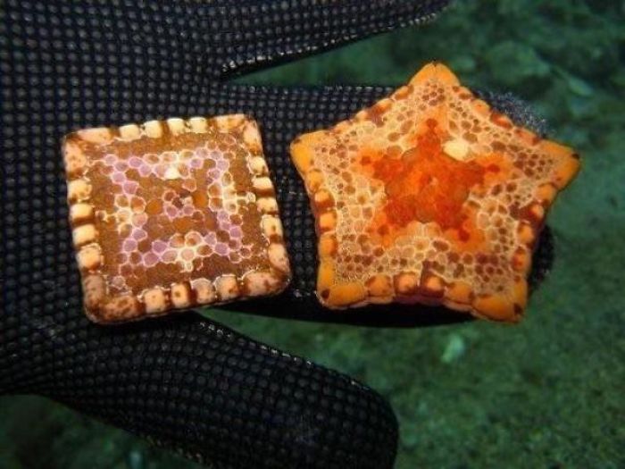 Some 5-Pointed Starfish Can Be Squared Due To Birth Defects
