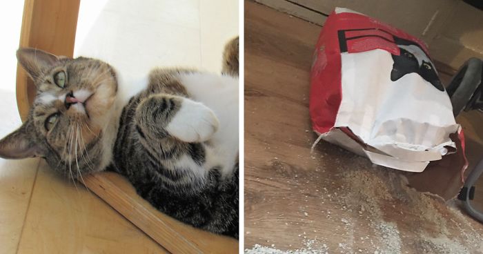 Cat Splits Open A Litter Bag To Poop After He Finds Door To His