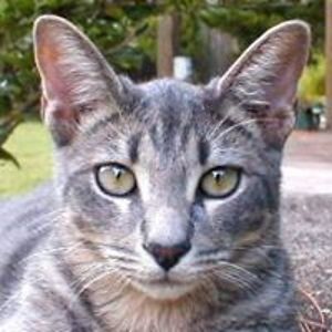 nicolestauden avatar