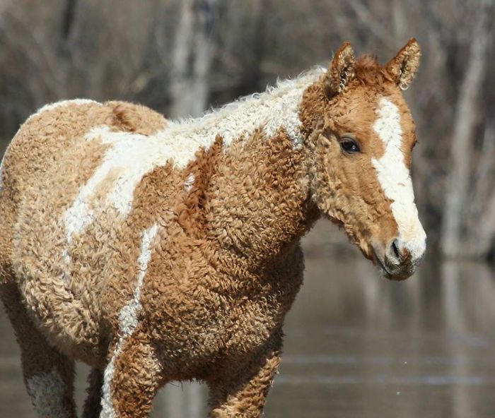 A Curly-Haired Horse