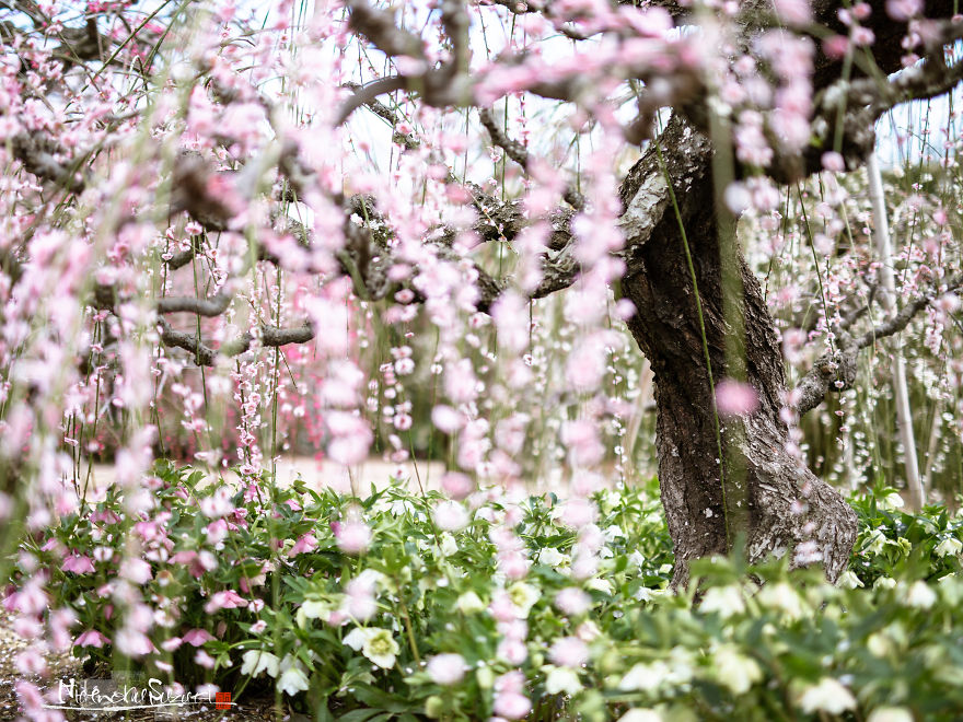 I Captured Spring In Japan