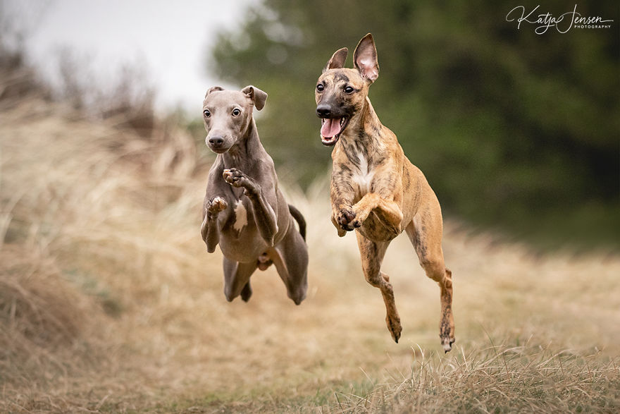 Just A Bunch Of Happy, Flying Dogs