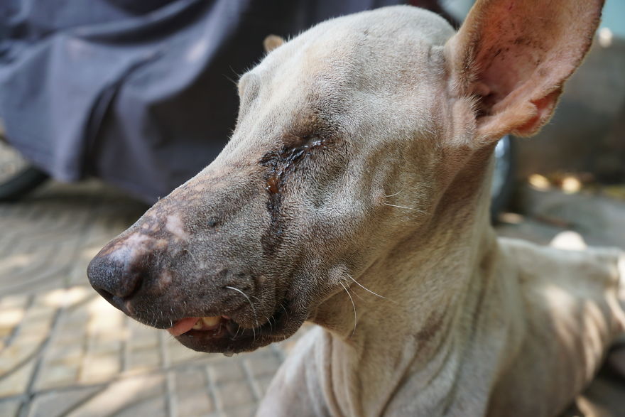 A Miracle Saved This Blind, Starved Dog From A Tragic Fire In Cambodia