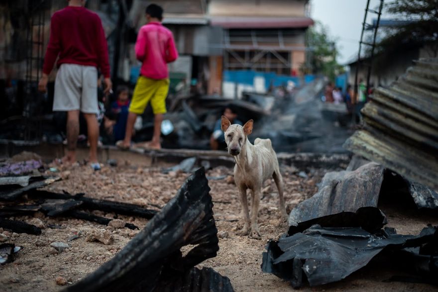 A Miracle Saved This Blind, Starved Dog From A Tragic Fire In Cambodia