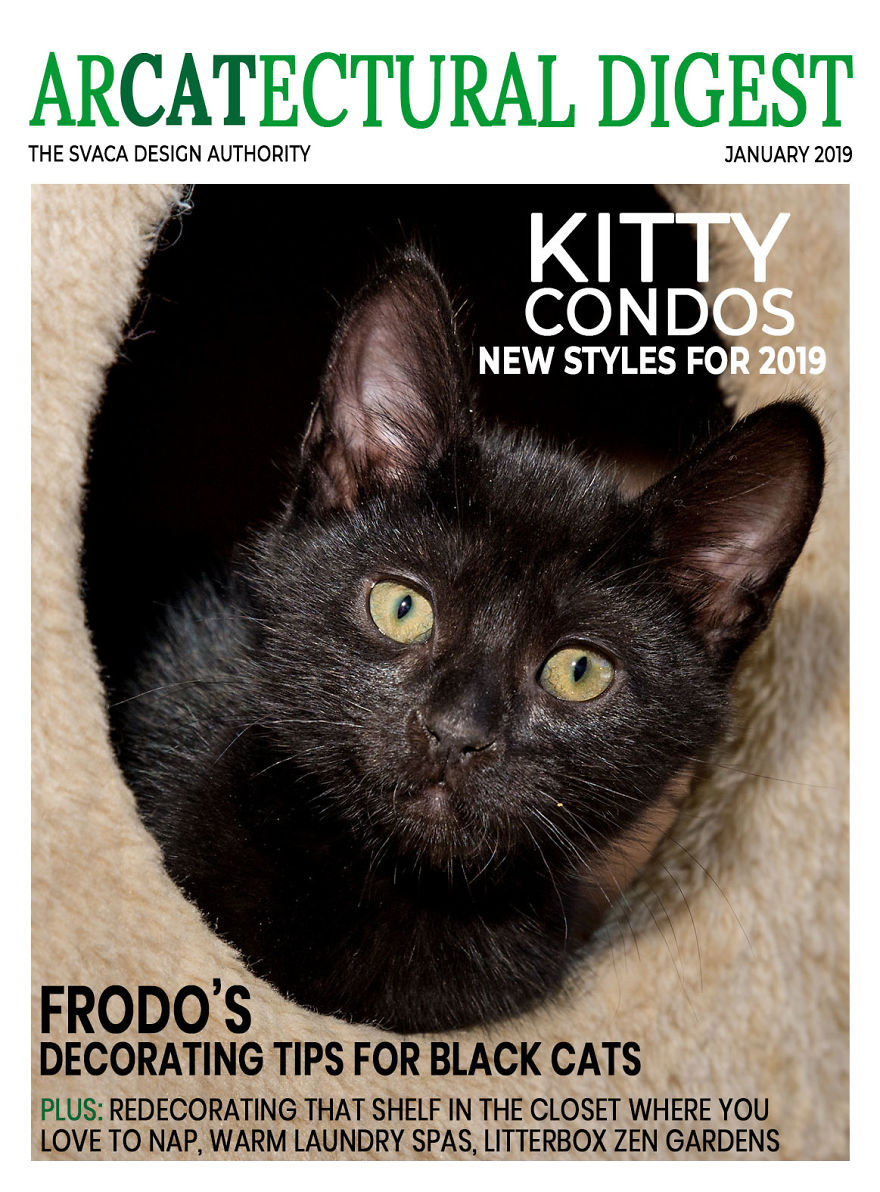 I Created Faux Magazine Covers To Boost Black Cat Adoption