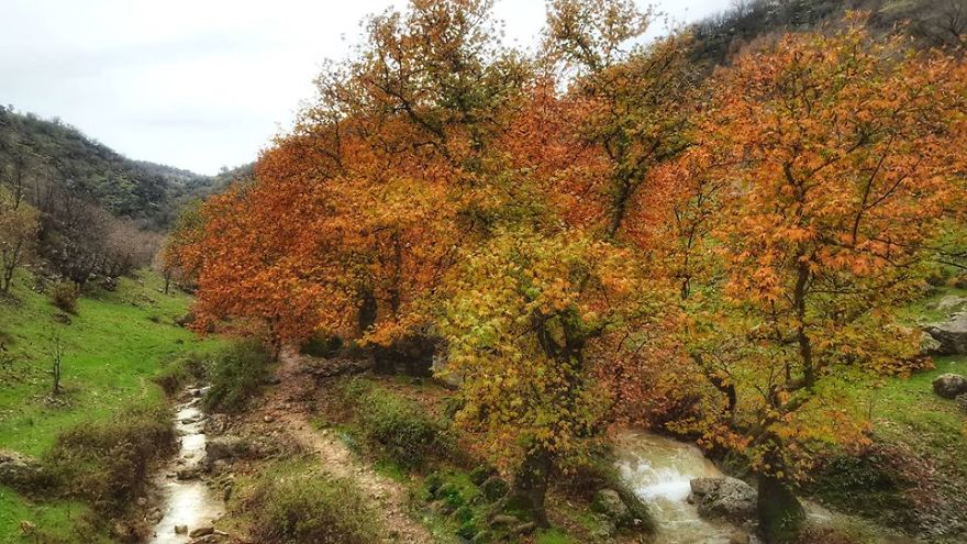 Autumn In Kurdistan: Fall Foliage In (Zoragvan Valley, Barzan)
